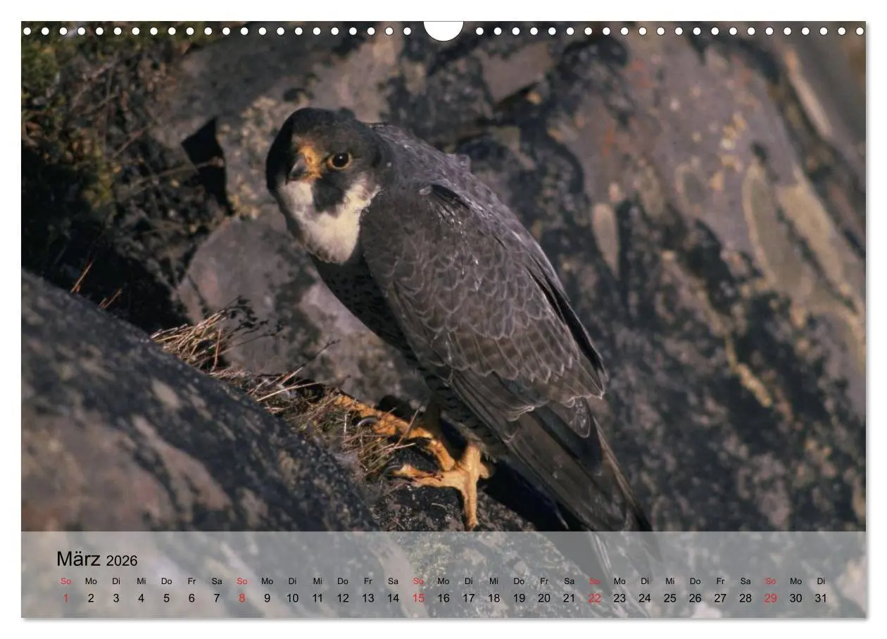 Bild: 9783516094152 | Falken und Greifvögel. Edle Jäger (Wandkalender 2026 DIN A3 quer),...