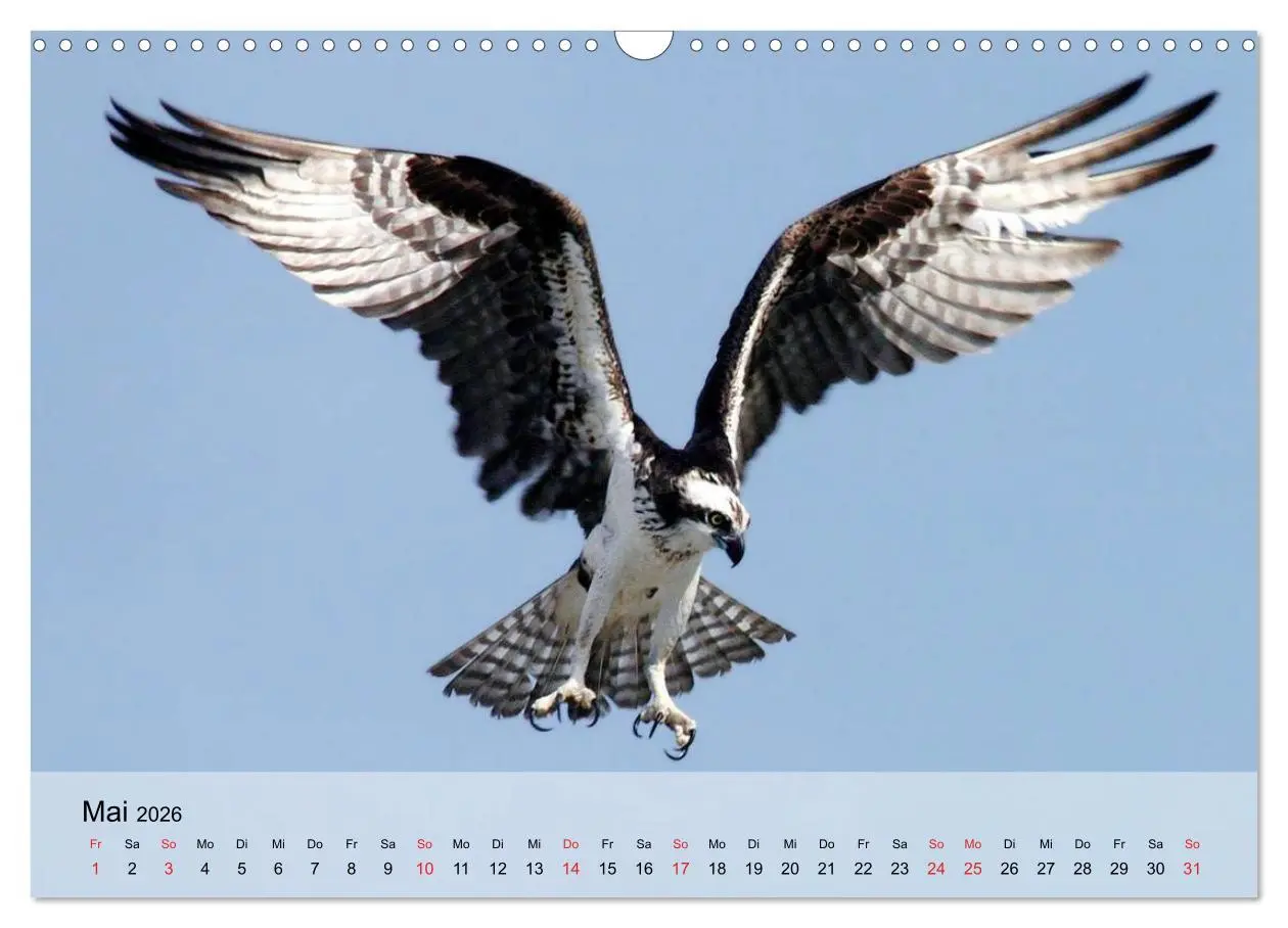 Bild: 9783516094152 | Falken und Greifvögel. Edle Jäger (Wandkalender 2026 DIN A3 quer),...