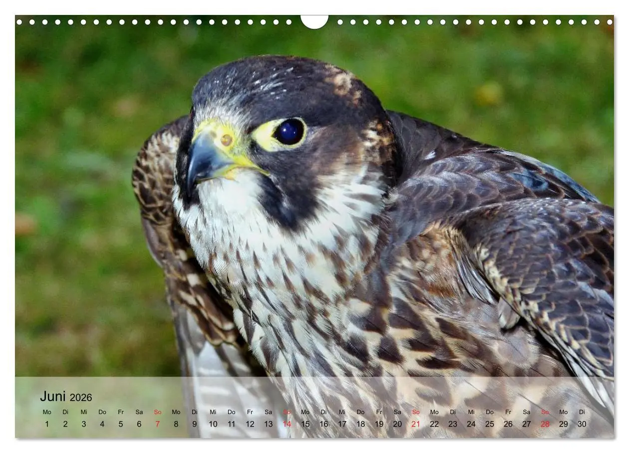 Bild: 9783516094152 | Falken und Greifvögel. Edle Jäger (Wandkalender 2026 DIN A3 quer),...