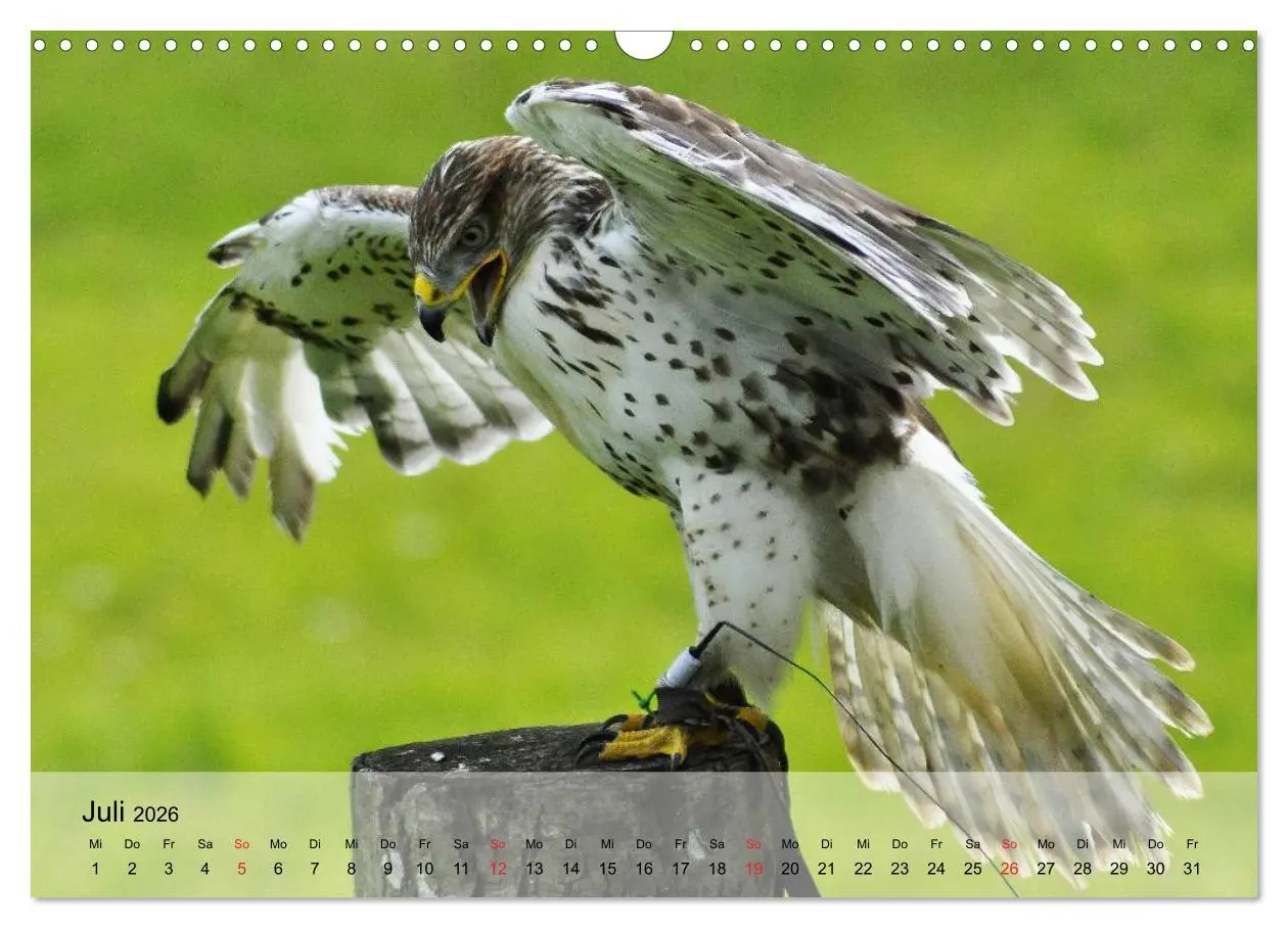 Bild: 9783516094152 | Falken und Greifvögel. Edle Jäger (Wandkalender 2026 DIN A3 quer),...