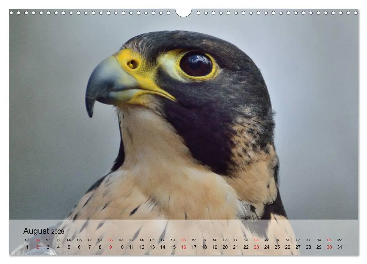 Bild: 9783516094152 | Falken und Greifvögel. Edle Jäger (Wandkalender 2026 DIN A3 quer),...