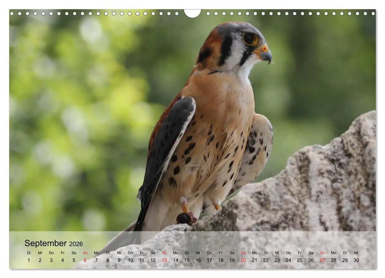 Bild: 9783516094152 | Falken und Greifvögel. Edle Jäger (Wandkalender 2026 DIN A3 quer),...