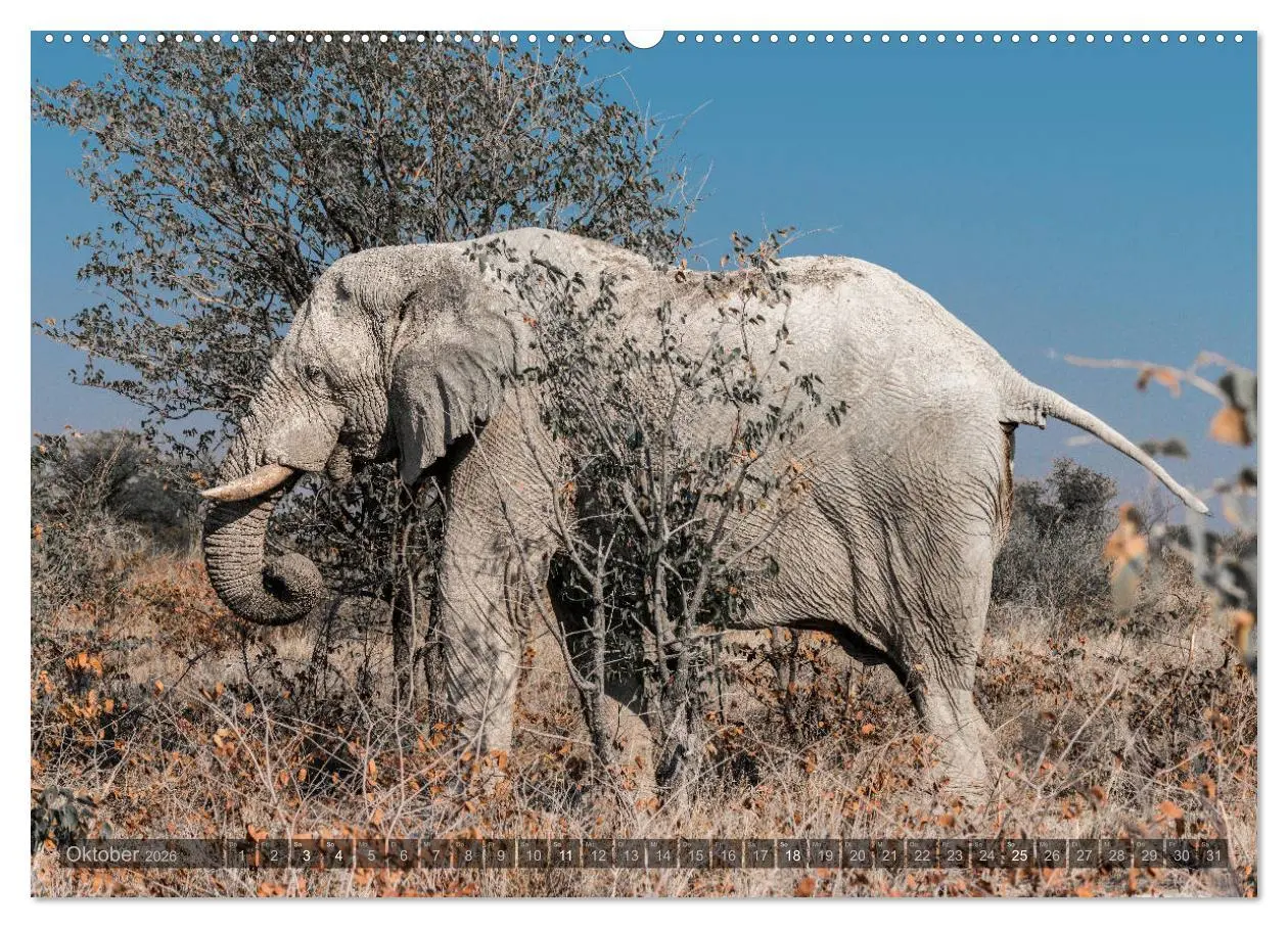 Bild: 9783457754252 | ETOSHA - Namibia Highlights (hochwertiger Premium Wandkalender 2026...