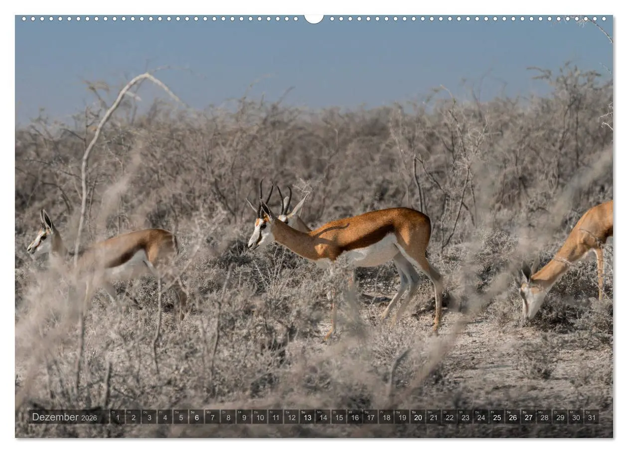 Bild: 9783457754252 | ETOSHA - Namibia Highlights (hochwertiger Premium Wandkalender 2026...