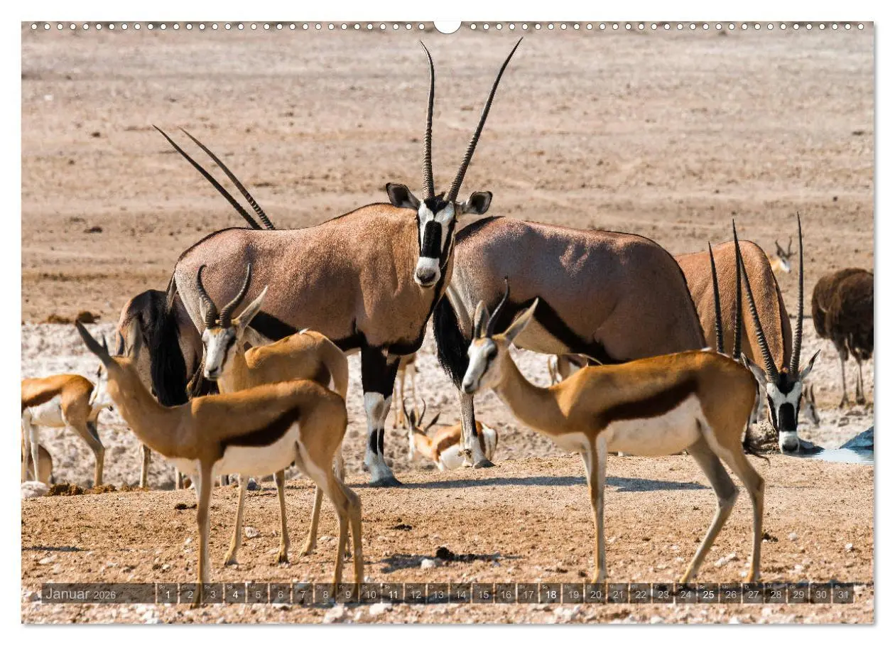 Bild: 9783457754252 | ETOSHA - Namibia Highlights (hochwertiger Premium Wandkalender 2026...