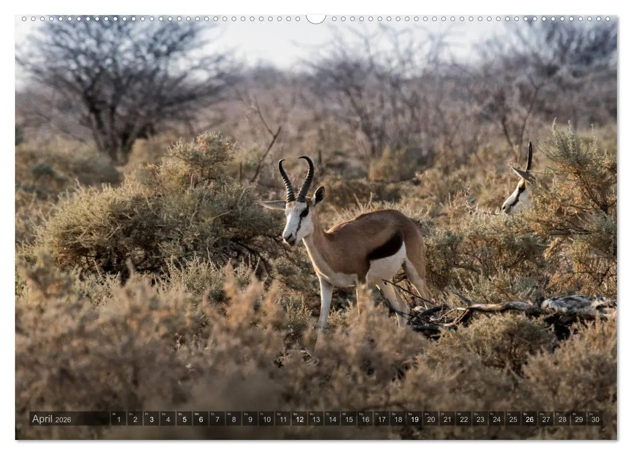Bild: 9783457754252 | ETOSHA - Namibia Highlights (hochwertiger Premium Wandkalender 2026...
