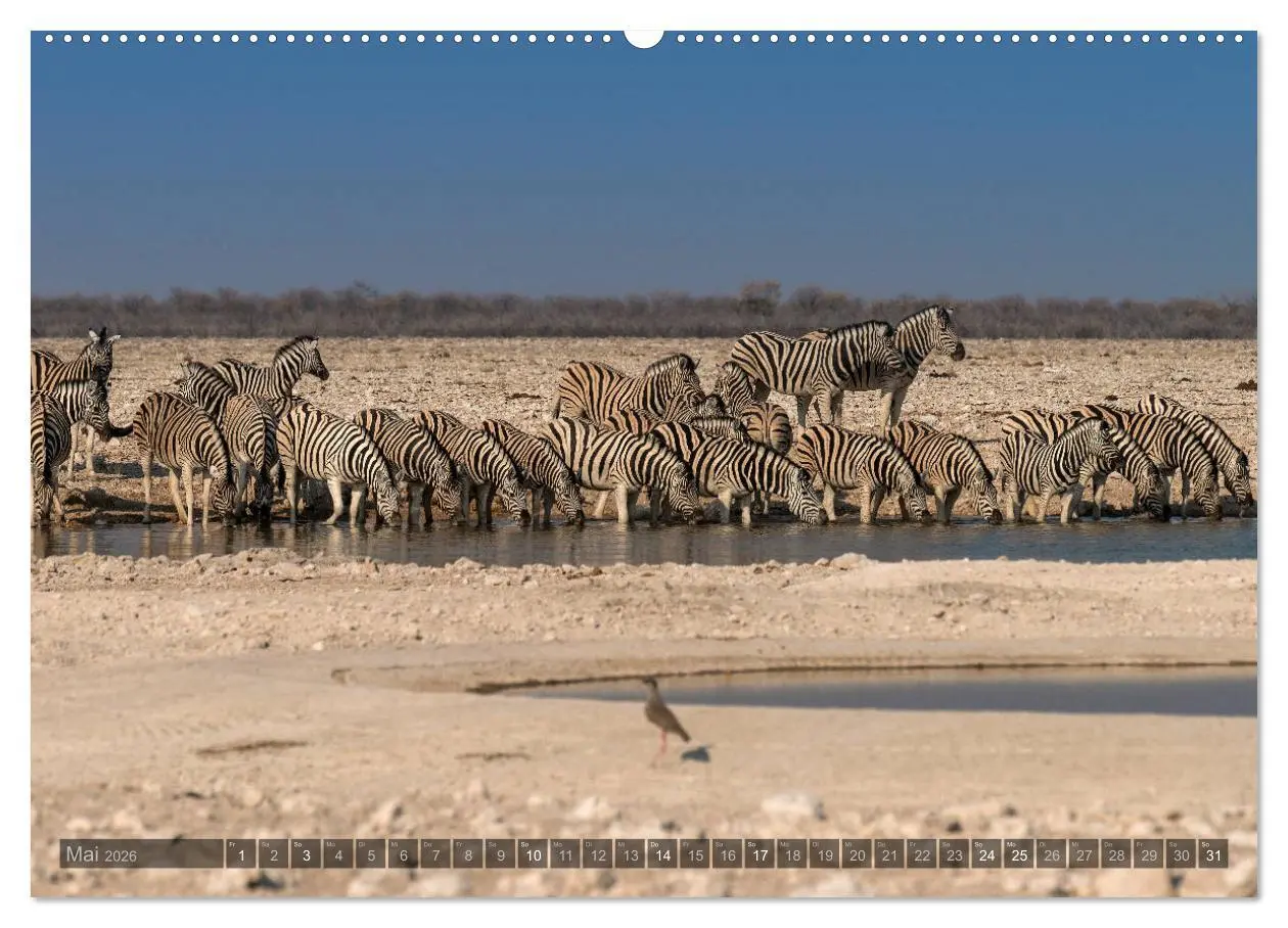 Bild: 9783457754252 | ETOSHA - Namibia Highlights (hochwertiger Premium Wandkalender 2026...