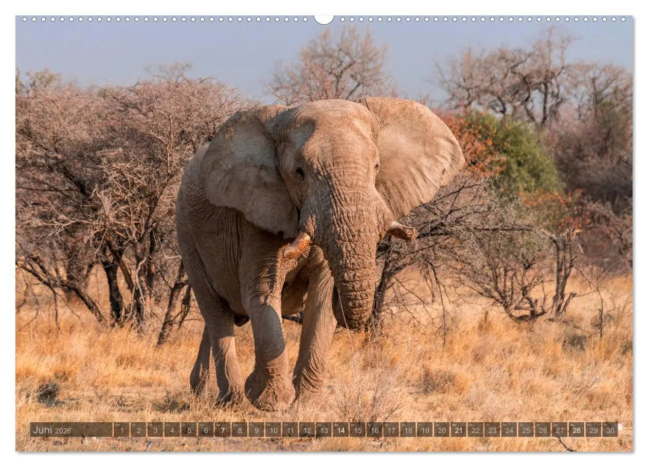 Bild: 9783457754252 | ETOSHA - Namibia Highlights (hochwertiger Premium Wandkalender 2026...