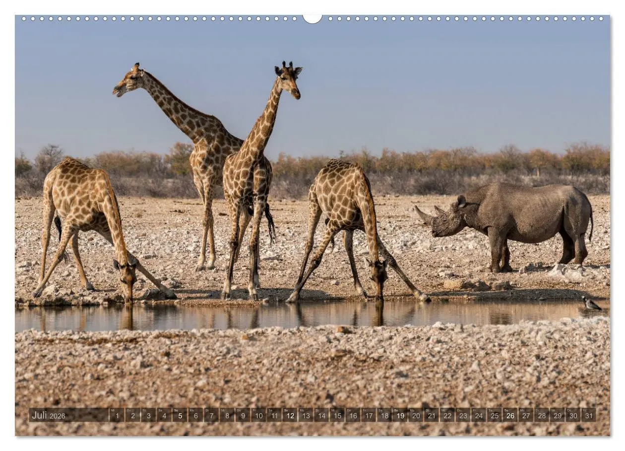 Bild: 9783457754252 | ETOSHA - Namibia Highlights (hochwertiger Premium Wandkalender 2026...