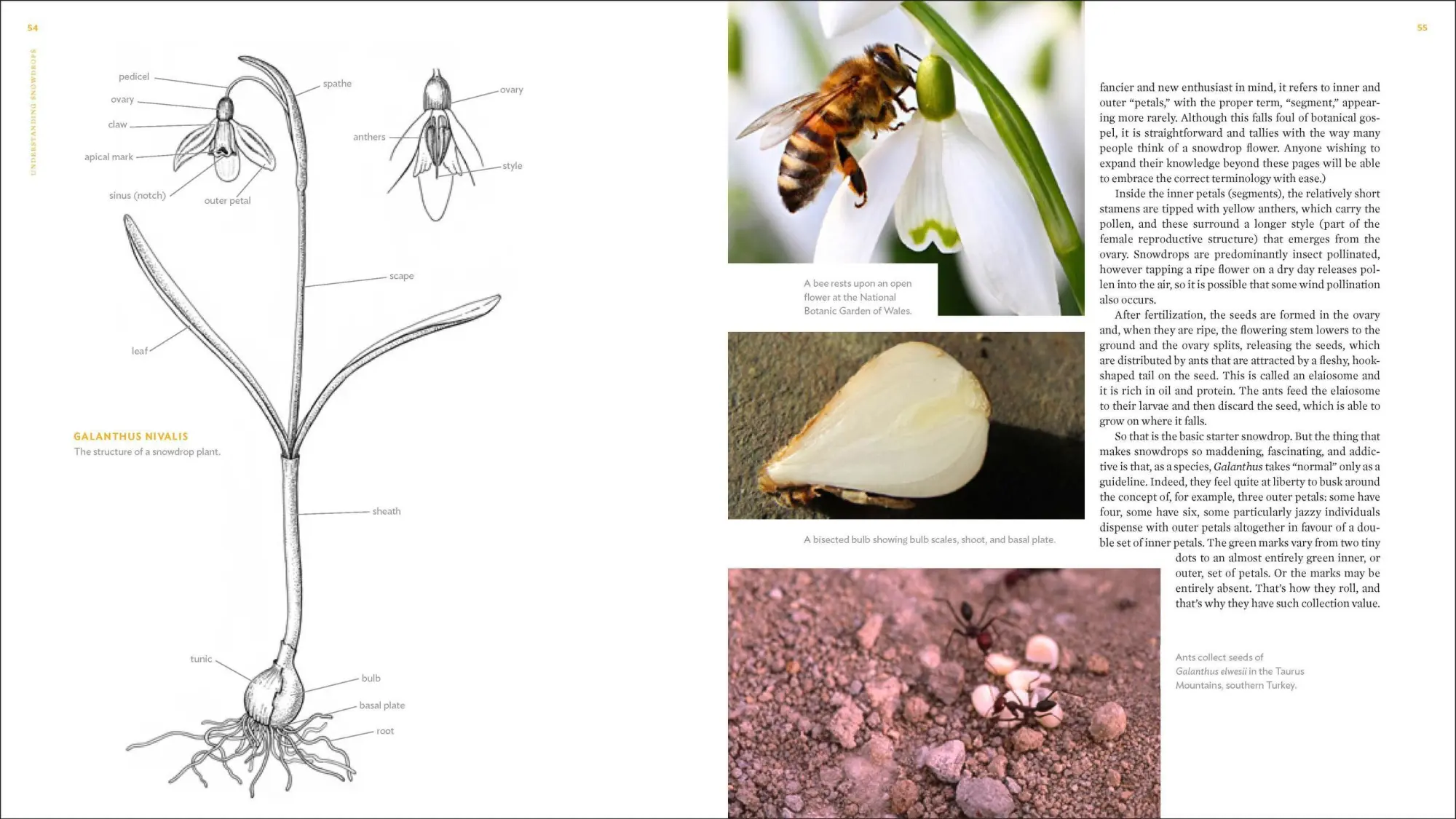Bild: 9781604694352 | The Plant Lover's Guide to Snowdrops | Naomi Slade | Buch | Gebunden