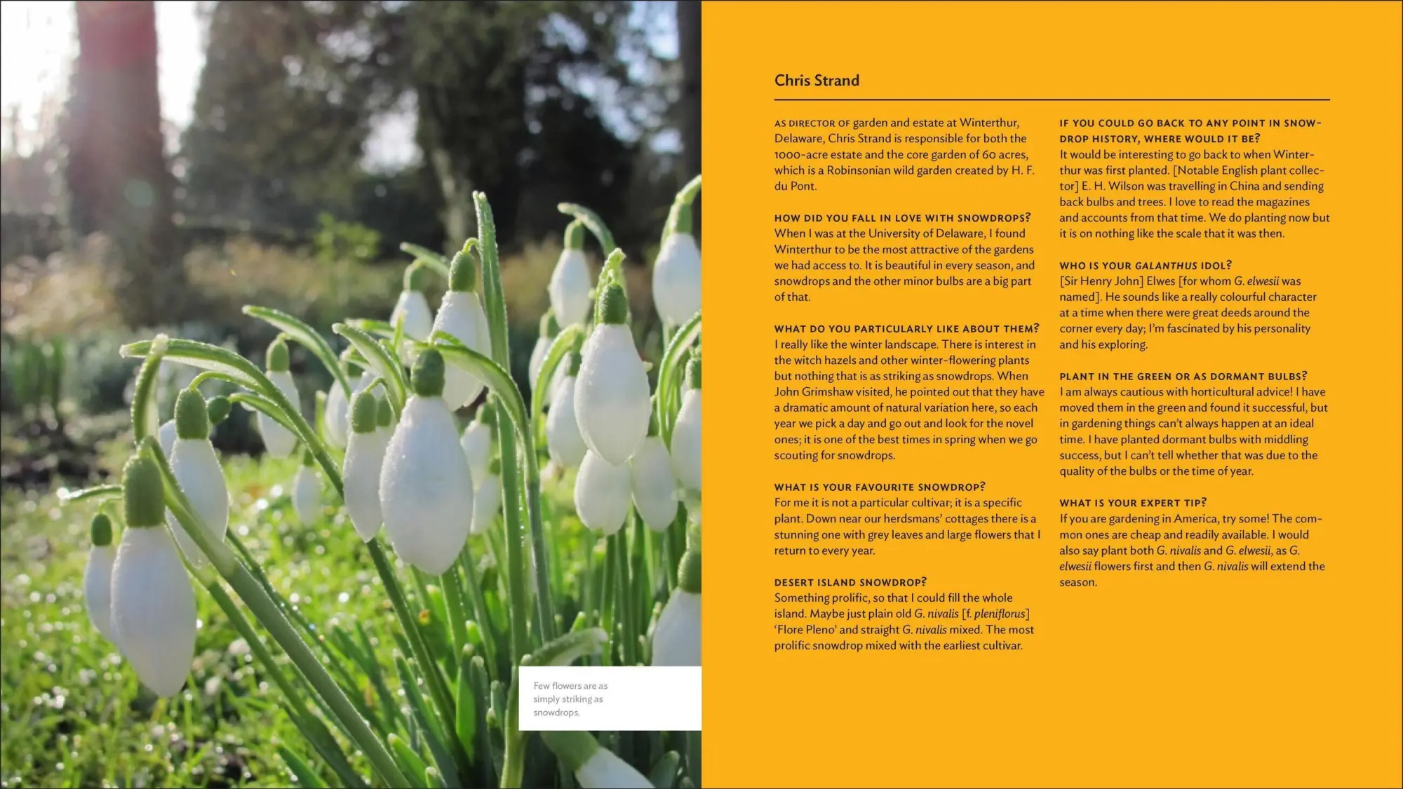 Bild: 9781604694352 | The Plant Lover's Guide to Snowdrops | Naomi Slade | Buch | Gebunden
