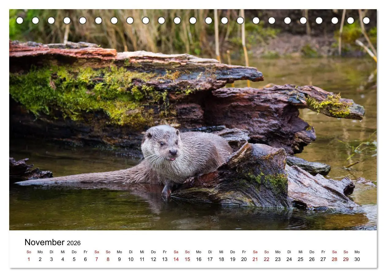 Bild: 9783457744352 | Otter - Jäger an Flüssen und Seen (Tischkalender 2026 DIN A5 quer),...