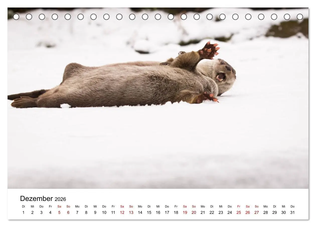 Bild: 9783457744352 | Otter - Jäger an Flüssen und Seen (Tischkalender 2026 DIN A5 quer),...