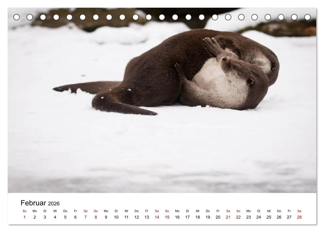 Bild: 9783457744352 | Otter - Jäger an Flüssen und Seen (Tischkalender 2026 DIN A5 quer),...