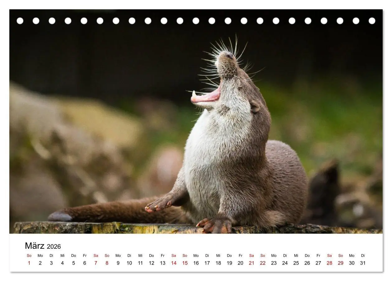 Bild: 9783457744352 | Otter - Jäger an Flüssen und Seen (Tischkalender 2026 DIN A5 quer),...