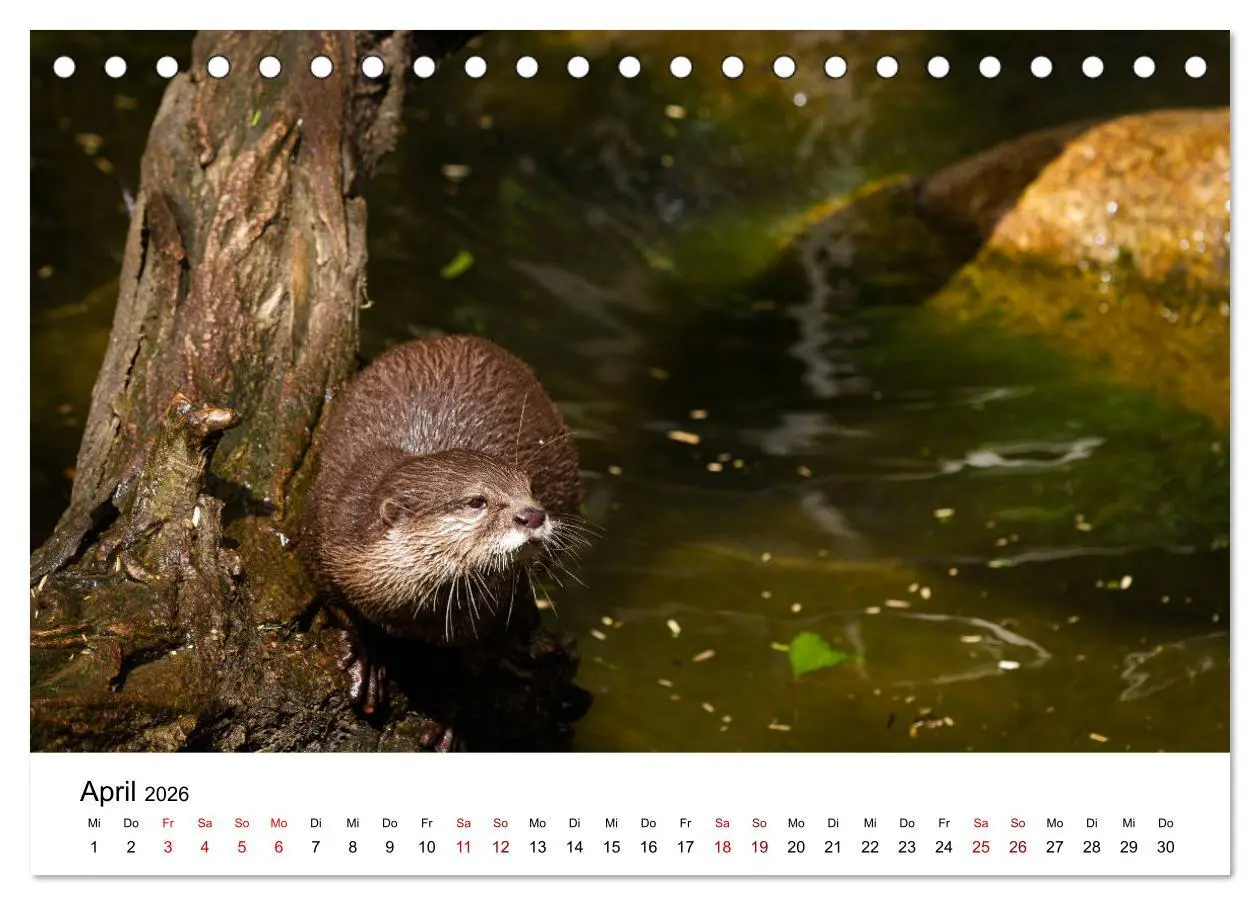 Bild: 9783457744352 | Otter - Jäger an Flüssen und Seen (Tischkalender 2026 DIN A5 quer),...