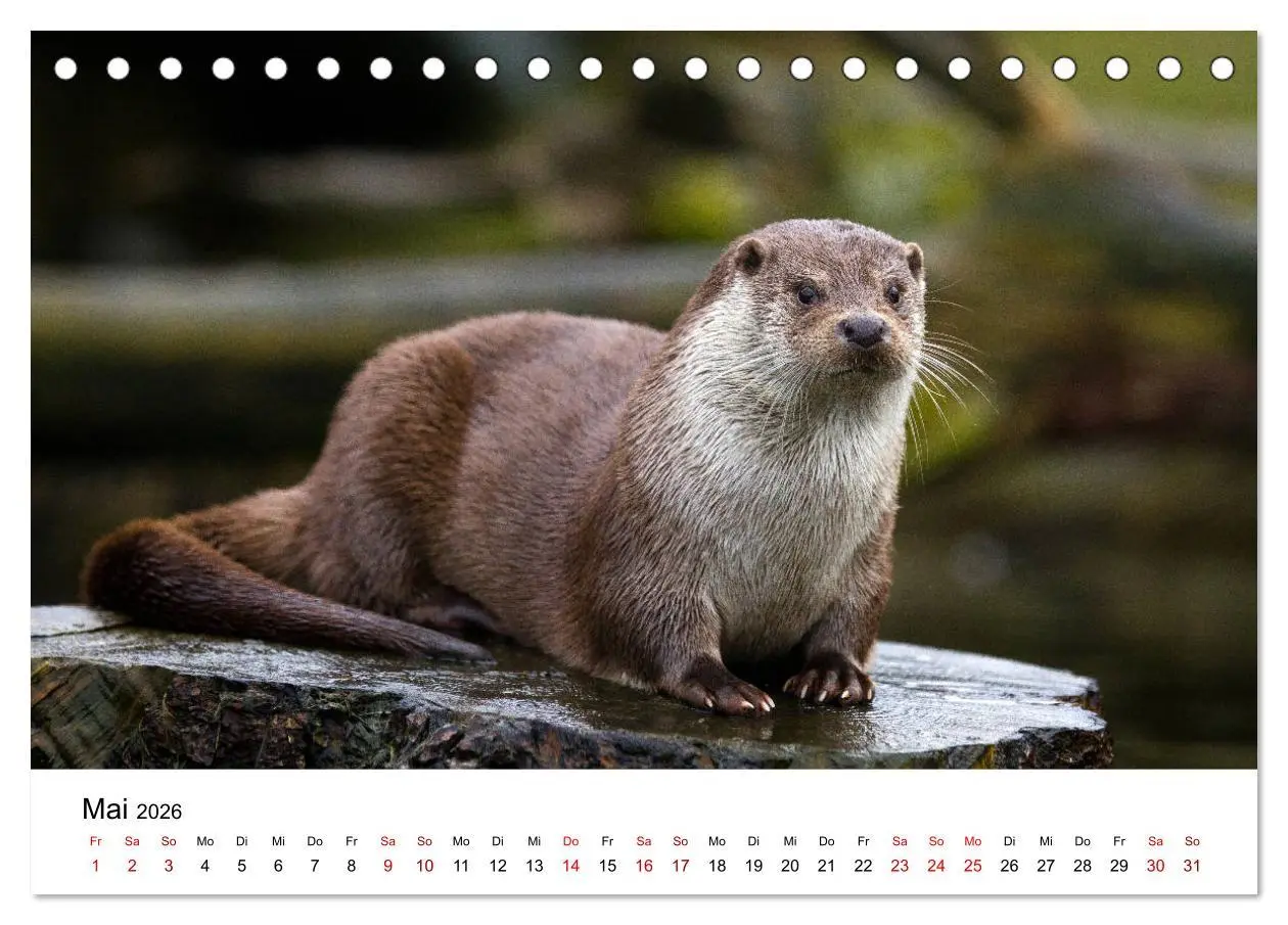 Bild: 9783457744352 | Otter - Jäger an Flüssen und Seen (Tischkalender 2026 DIN A5 quer),...