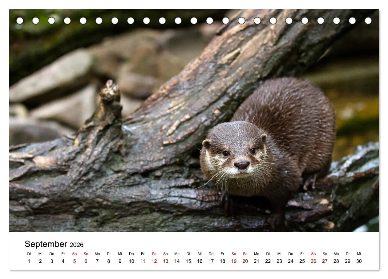 Bild: 9783457744352 | Otter - Jäger an Flüssen und Seen (Tischkalender 2026 DIN A5 quer),...