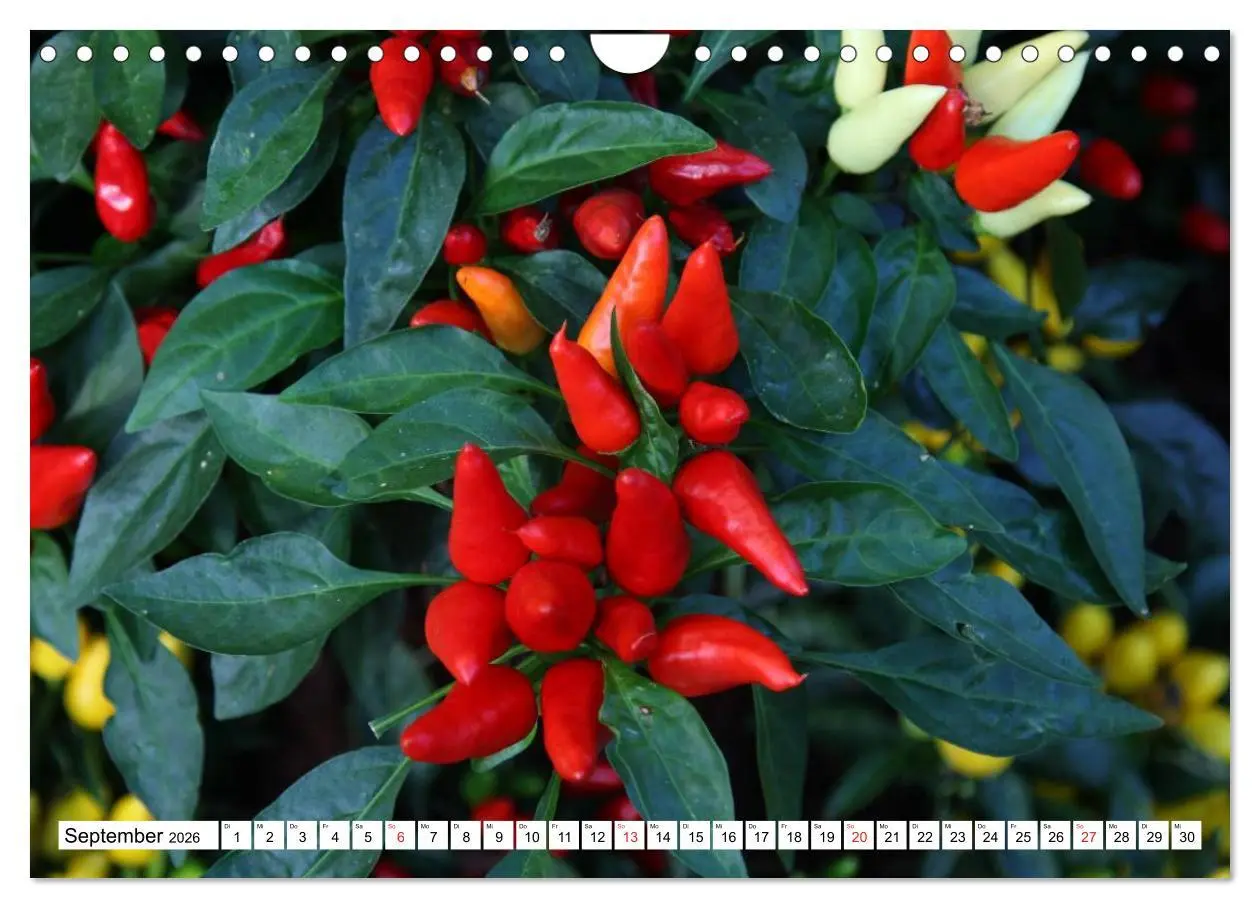 Bild: 9783457984352 | Für Chili Liebhaber (Wandkalender 2026 DIN A4 quer), CALVENDO...