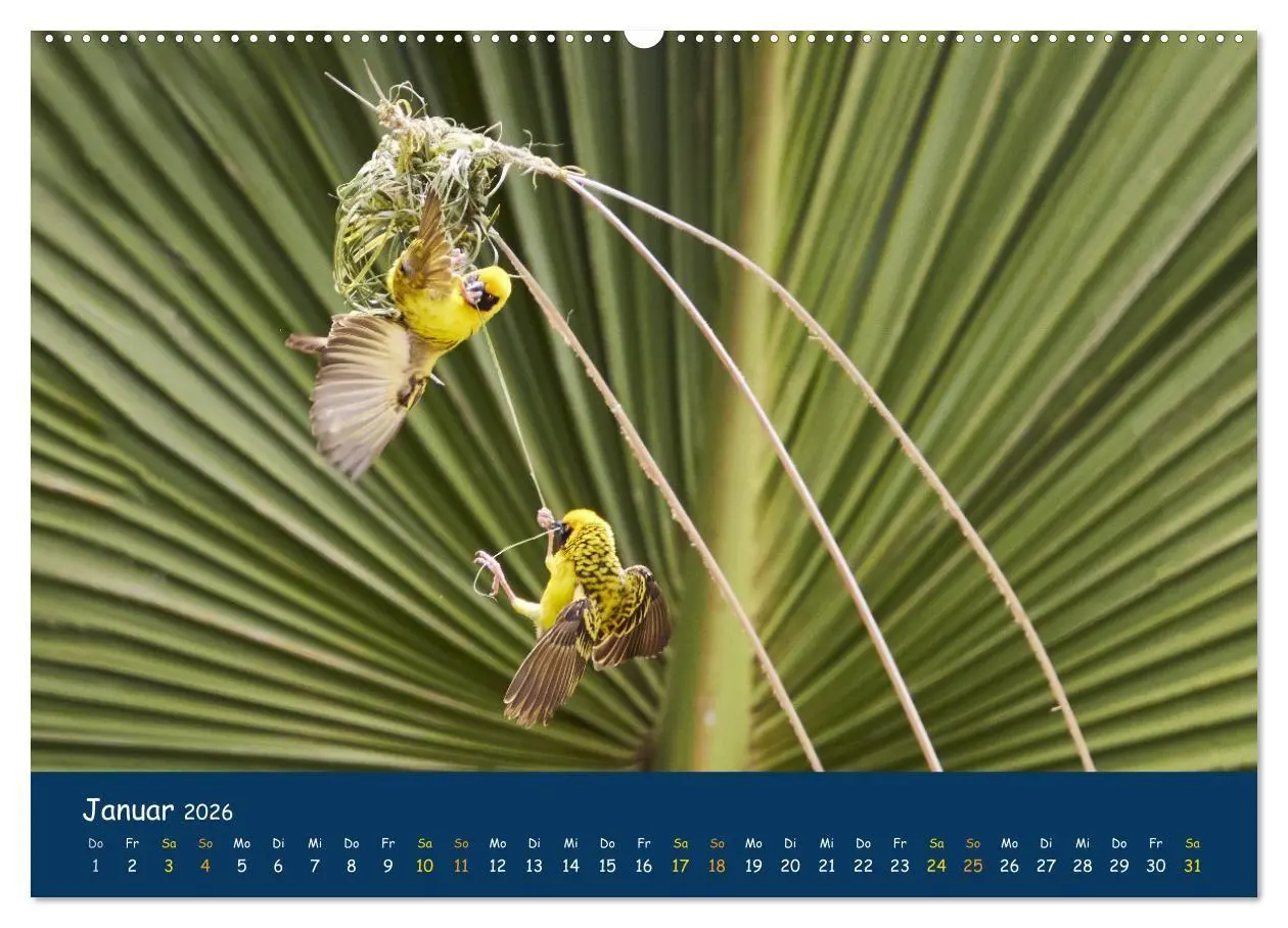 Bild: 9783516694352 | Faszinierende Tierwelt von Mauritius - Magische Momente der Natur...