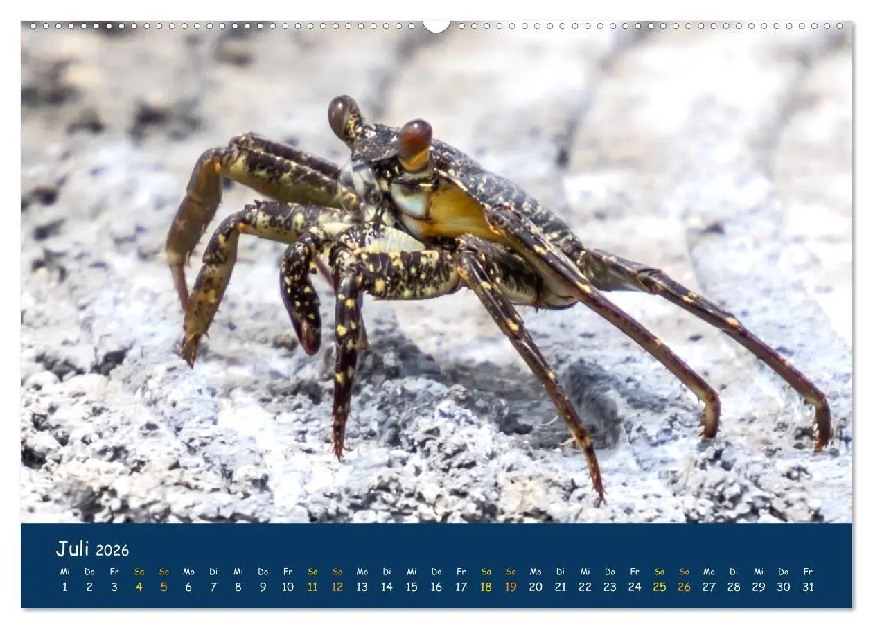 Bild: 9783516694352 | Faszinierende Tierwelt von Mauritius - Magische Momente der Natur...