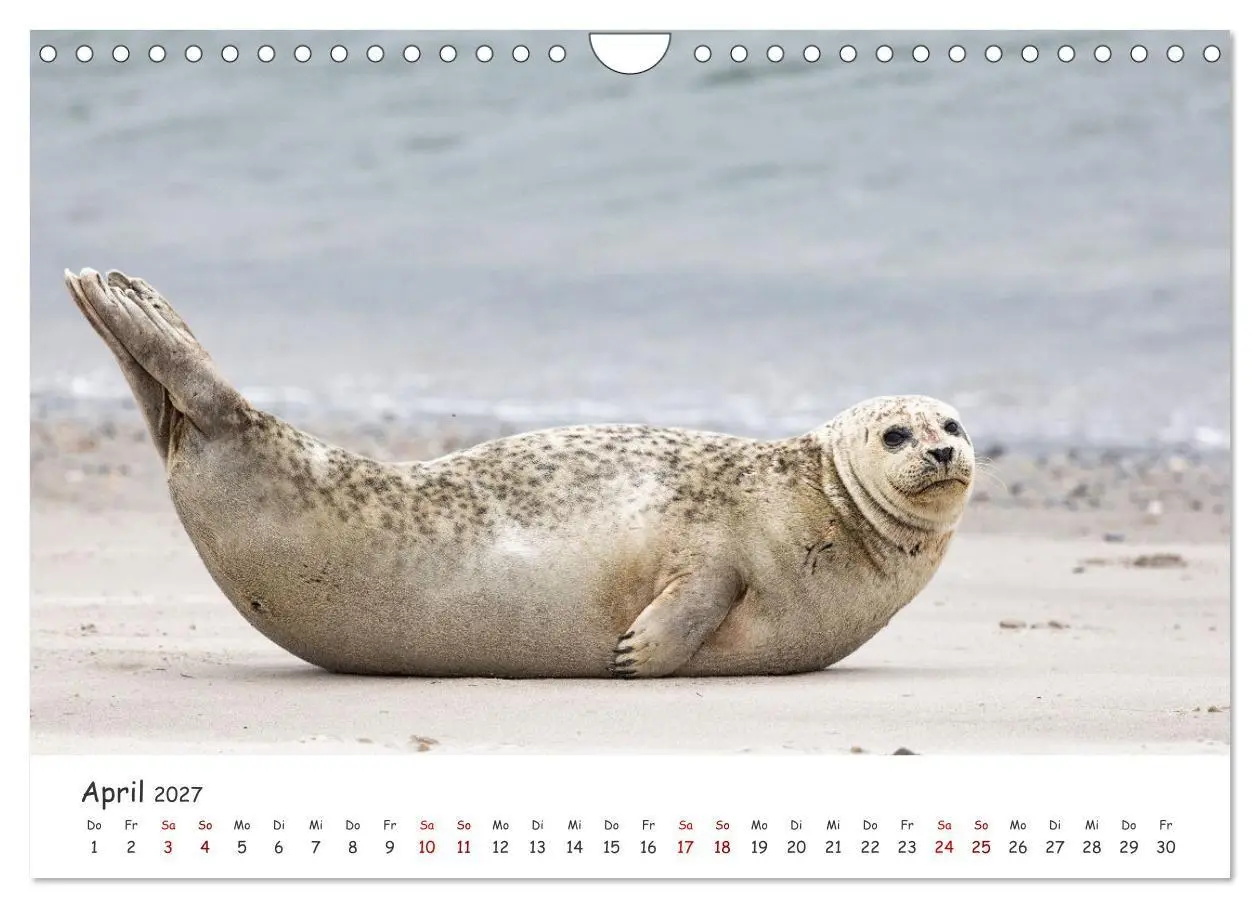 Bild: 9783569474352 | Sehnsuchtinsel Langeoog (Wandkalender 2027 DIN A4 quer), CALVENDO...