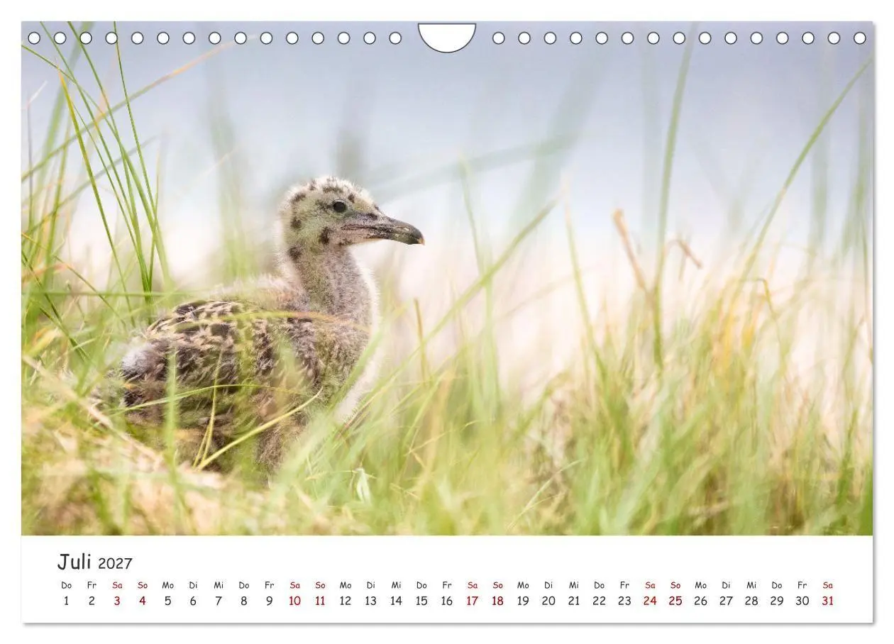 Bild: 9783569474352 | Sehnsuchtinsel Langeoog (Wandkalender 2027 DIN A4 quer), CALVENDO...