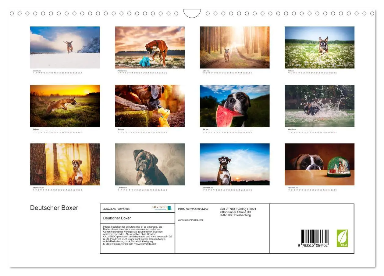Bild: 9783516064452 | Deutscher Boxer (Wandkalender 2026 DIN A3 quer), CALVENDO...