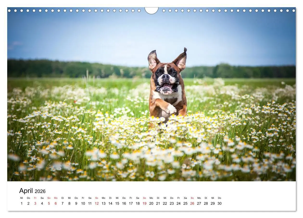 Bild: 9783516064452 | Deutscher Boxer (Wandkalender 2026 DIN A3 quer), CALVENDO...