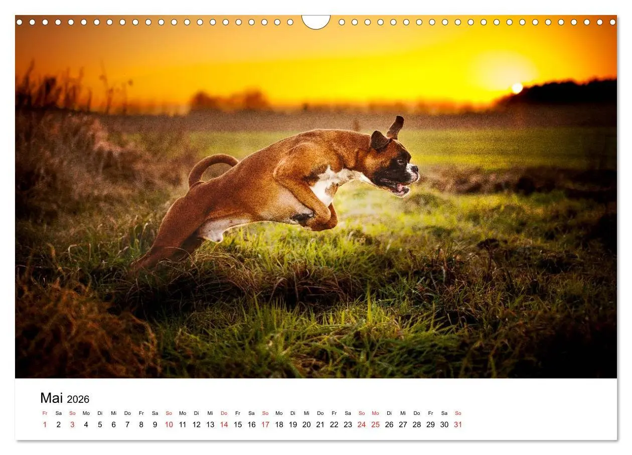 Bild: 9783516064452 | Deutscher Boxer (Wandkalender 2026 DIN A3 quer), CALVENDO...