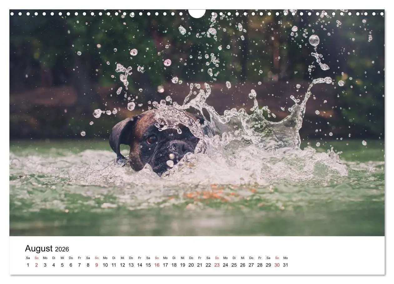 Bild: 9783516064452 | Deutscher Boxer (Wandkalender 2026 DIN A3 quer), CALVENDO...