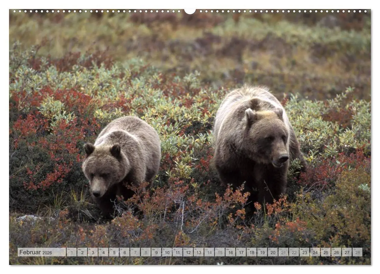 Bild: 9783516134452 | Wildes Alaska Christian Heeb (Wandkalender 2026 DIN A2 quer),...