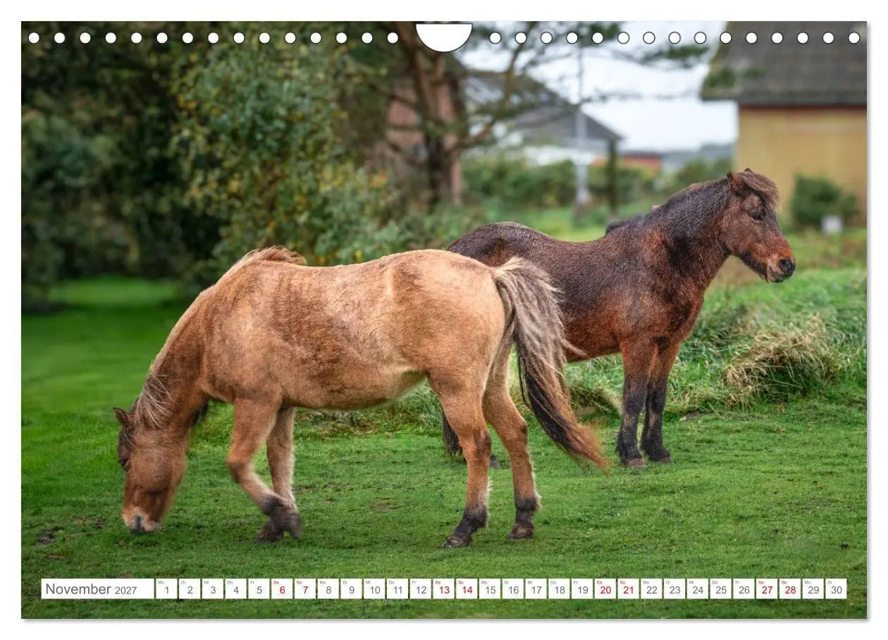 Bild: 9783569214552 | Naturerlebnis Rømø (Wandkalender 2027 DIN A4 quer), CALVENDO...