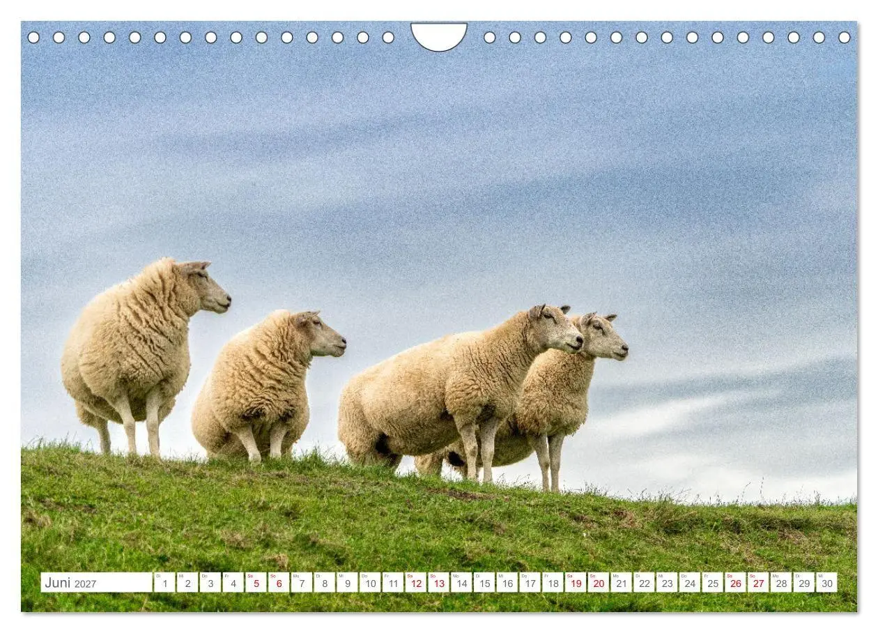 Bild: 9783569214552 | Naturerlebnis Rømø (Wandkalender 2027 DIN A4 quer), CALVENDO...