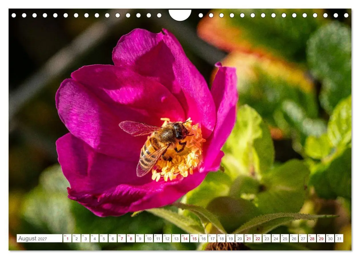 Bild: 9783569214552 | Naturerlebnis Rømø (Wandkalender 2027 DIN A4 quer), CALVENDO...
