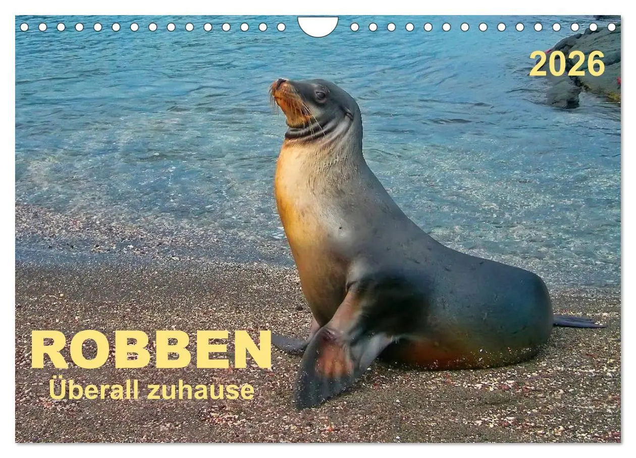 Cover: 9783516044652 | Robben - überall zuhause (Wandkalender 2026 DIN A4 quer), CALVENDO...