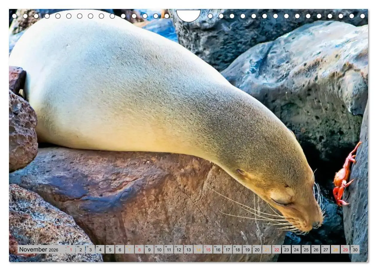 Bild: 9783516044652 | Robben - überall zuhause (Wandkalender 2026 DIN A4 quer), CALVENDO...