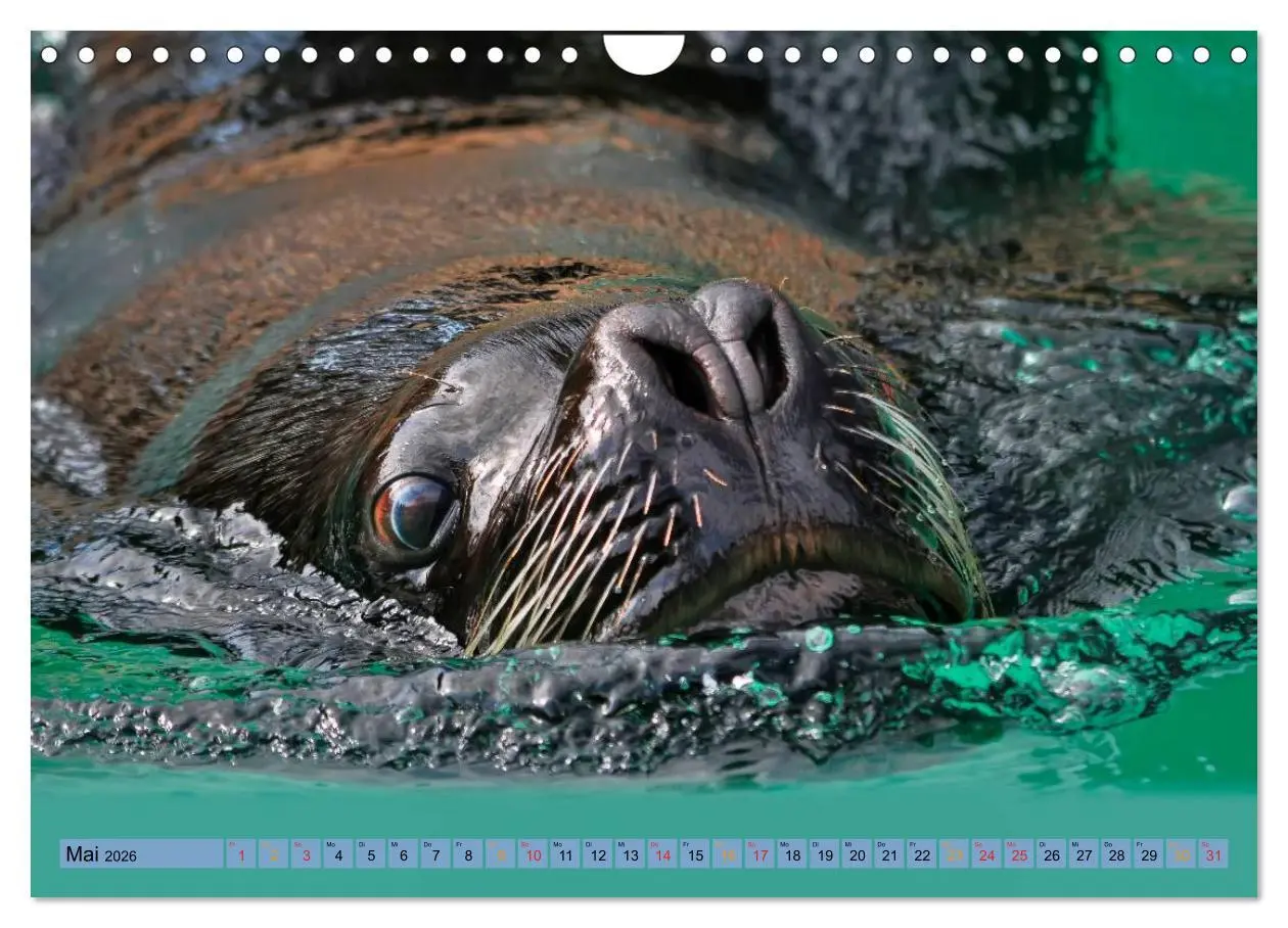 Bild: 9783516044652 | Robben - überall zuhause (Wandkalender 2026 DIN A4 quer), CALVENDO...