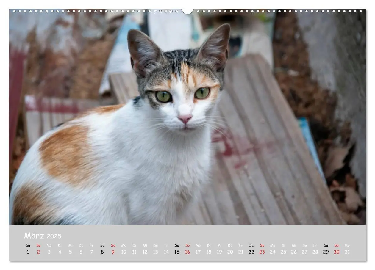 Bild: 9783435784752 | Katzen des Südens (hochwertiger Premium Wandkalender 2025 DIN A2...