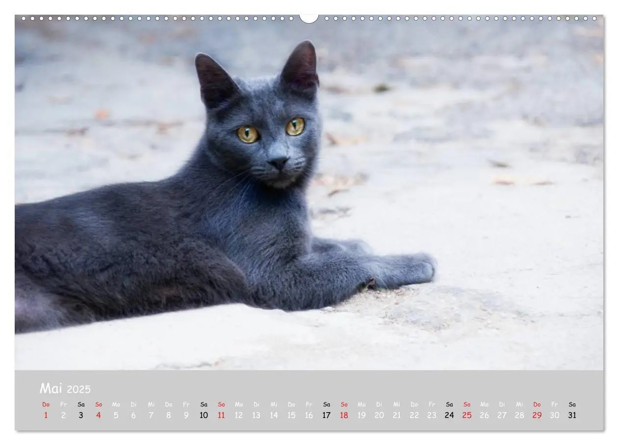Bild: 9783435784752 | Katzen des Südens (hochwertiger Premium Wandkalender 2025 DIN A2...