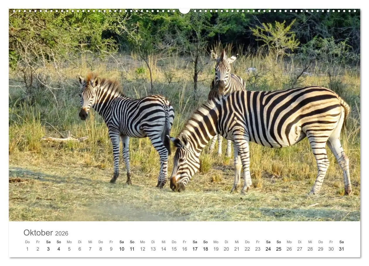 Bild: 9783457704752 | Afrika - Tiere im Krüger Nationalpark (hochwertiger Premium...