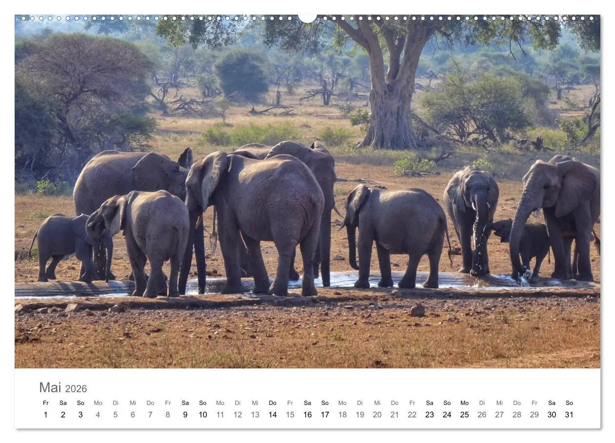 Bild: 9783457704752 | Afrika - Tiere im Krüger Nationalpark (hochwertiger Premium...