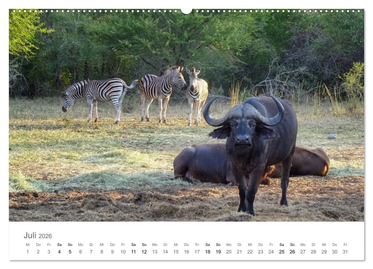 Bild: 9783457704752 | Afrika - Tiere im Krüger Nationalpark (hochwertiger Premium...