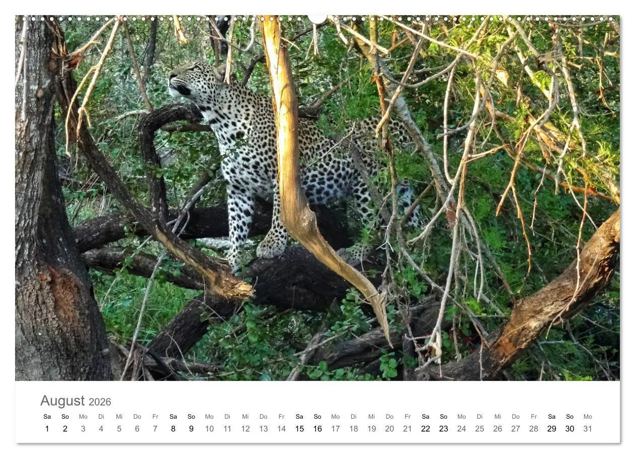 Bild: 9783457704752 | Afrika - Tiere im Krüger Nationalpark (hochwertiger Premium...