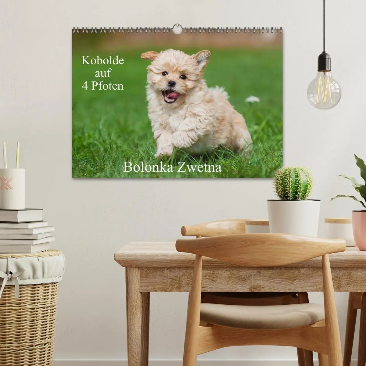 Bild: 9783516034752 | Kobolde auf 4 Pfoten - Bolonka Zwetna (Wandkalender 2026 DIN A3...