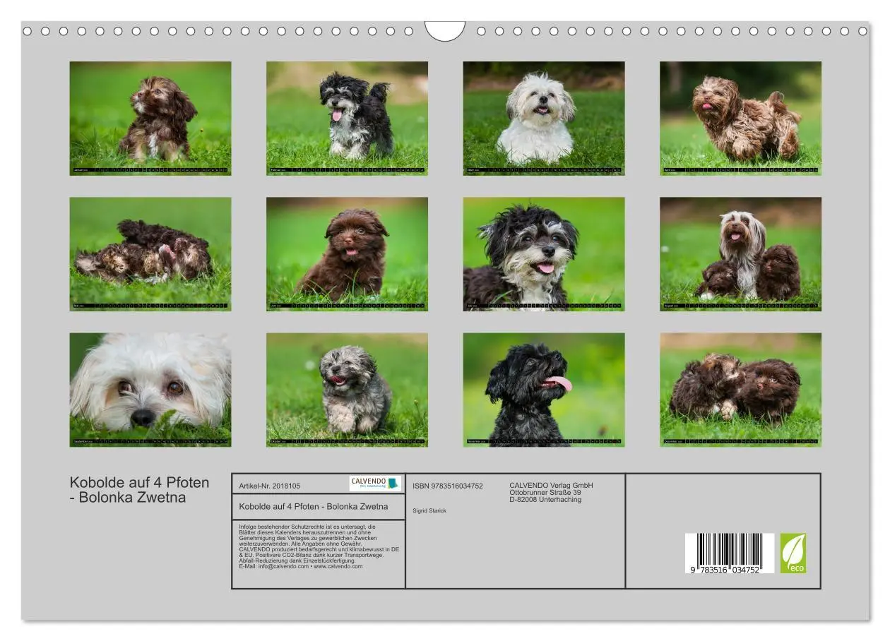 Bild: 9783516034752 | Kobolde auf 4 Pfoten - Bolonka Zwetna (Wandkalender 2026 DIN A3...