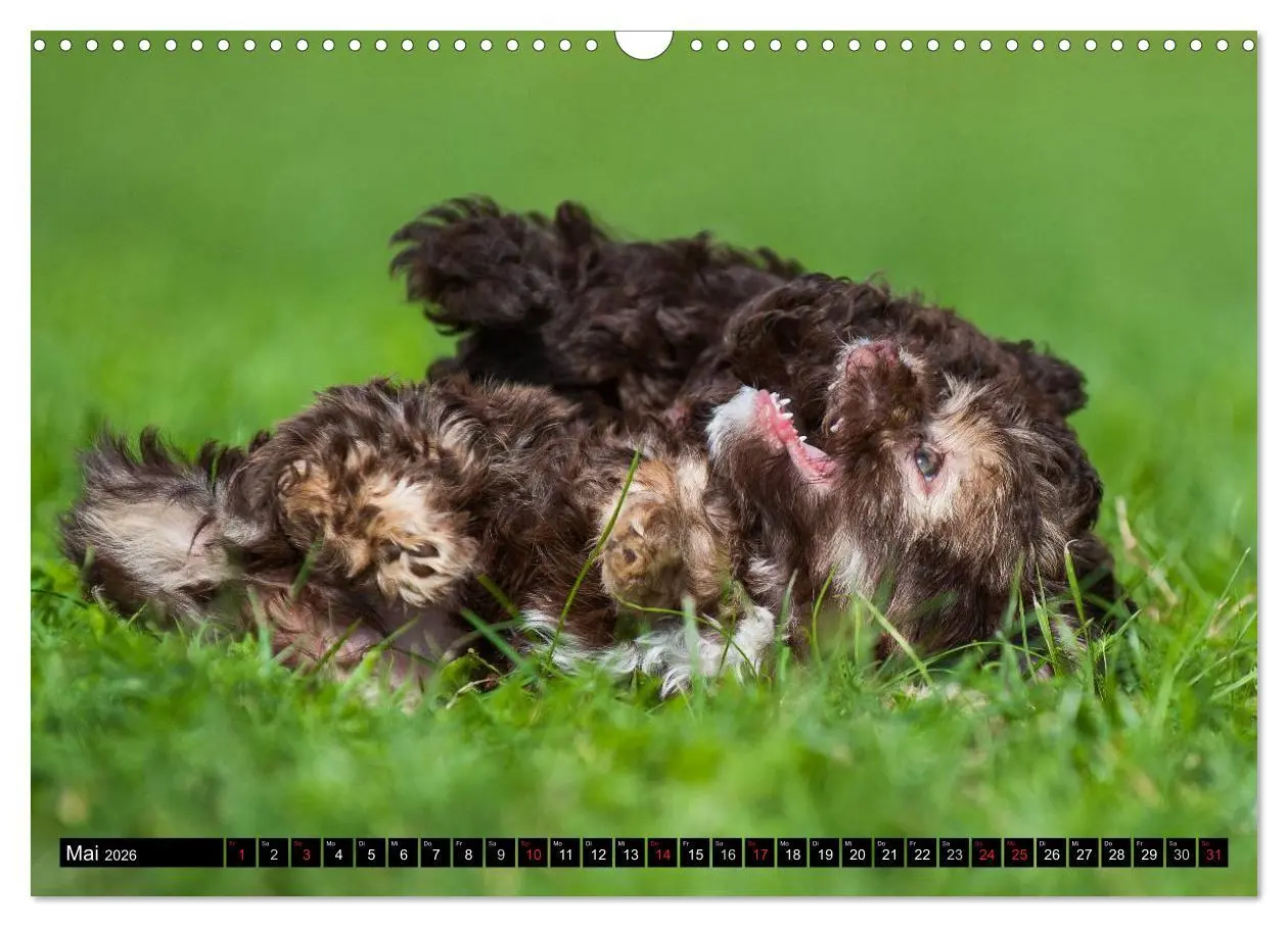 Bild: 9783516034752 | Kobolde auf 4 Pfoten - Bolonka Zwetna (Wandkalender 2026 DIN A3...
