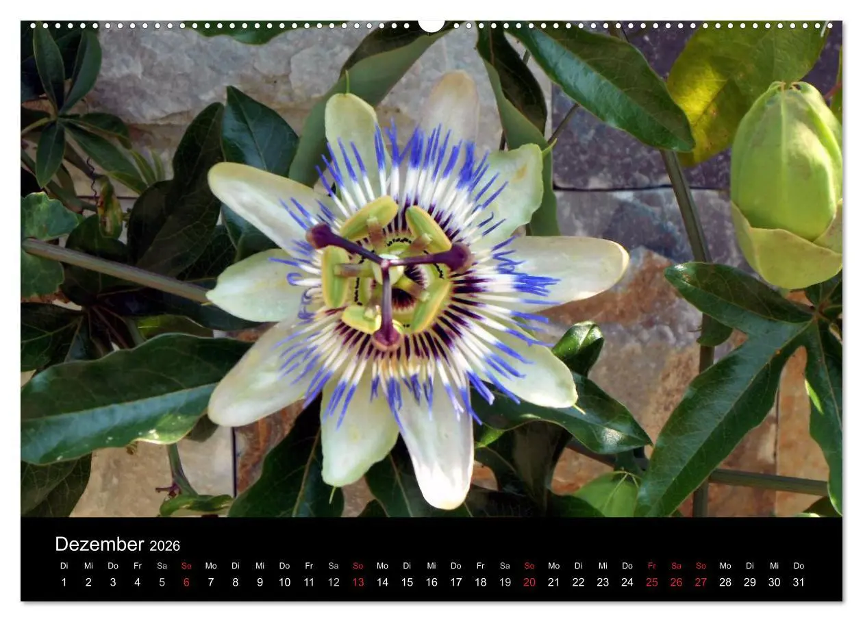 Bild: 9783516194852 | Griechenland - Insel Thassos (Wandkalender 2026 DIN A2 quer),...