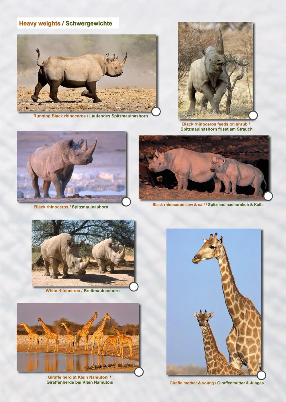 Bild: 9783947895052 | ETOSCHA KARTE (Etosha National Park, Namibia) mit Fotogalerie | 2020