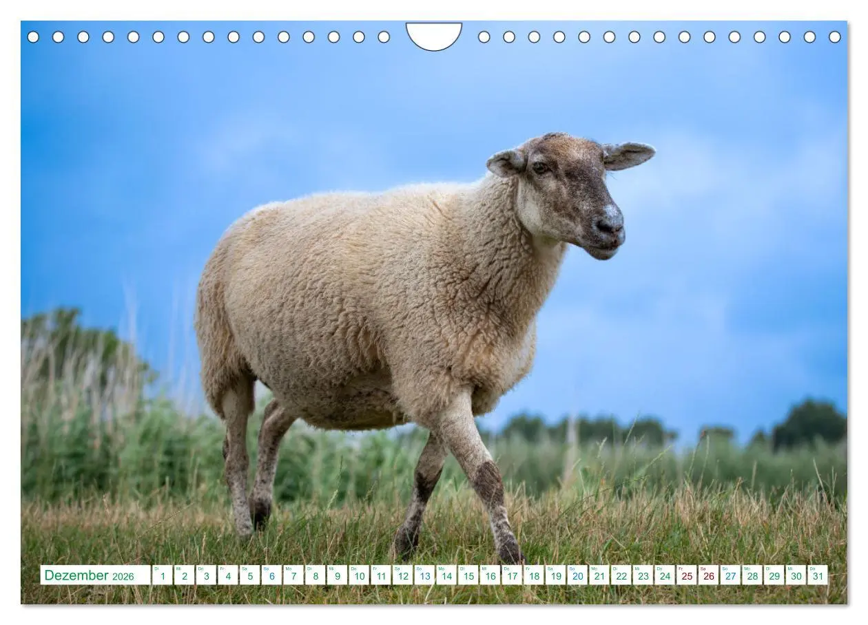 Bild: 9783457355152 | Schillig und Horumersiel - Im Wangerland unterwegs (Wandkalender...